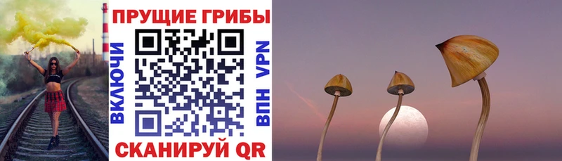 Псилоцибиновые грибы Psilocybe Надым
